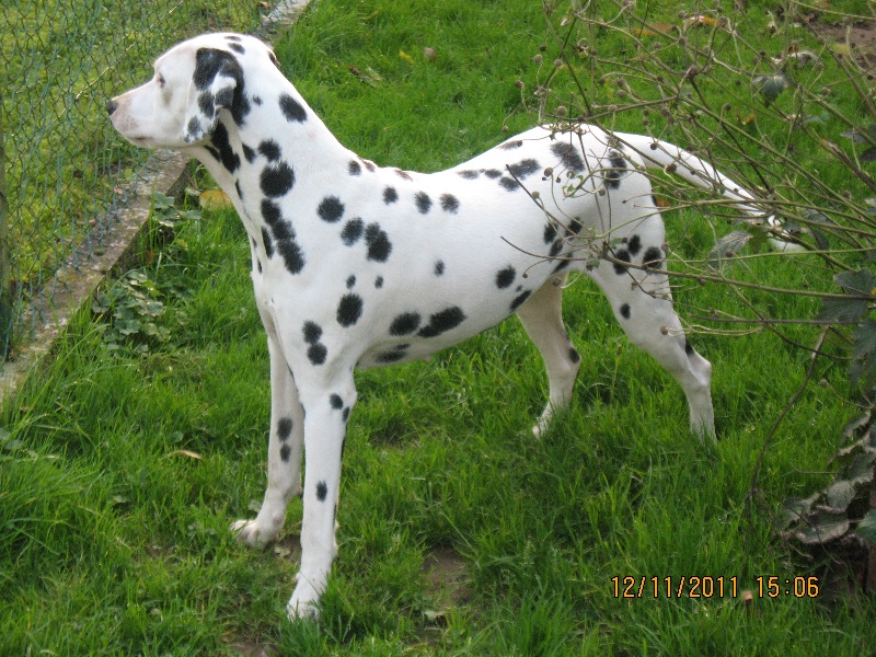Freya Du Puits Des Lys Argentes