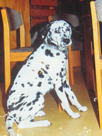 Gipsy du domaine de dzarine